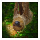 Search for rainforests posters Sloth