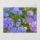 Search for blue hydrangea postcards Hydrangeas