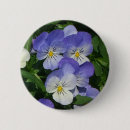 Search for pansy badges Purple pansies