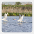 Search for chucks stickers Montana