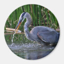 Search for herons Avian