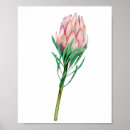 Search for protea posters Exotic