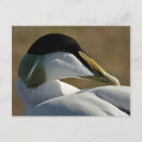 Search for eider Bird