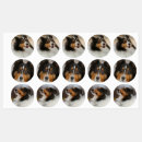 Search for shelties Cute