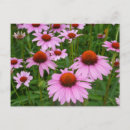 Search for echinacea postcards Garden
