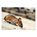 Search for mice posters Pet