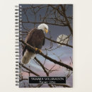 Search for eagle photography Wildlife