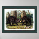 Search for naturalist posters Forest