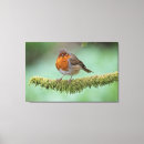 Search for robin bird canvas prints Wildlife