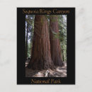 Search for giant tree postcards Giant sequoia trees