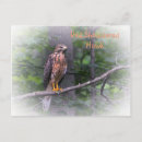 Search for shoulders postcards Wildlife
