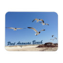 Search for seagulls magnets Nature