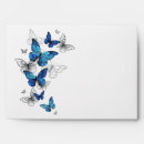 Search for butterfly envelopes Blue