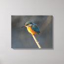 Search for kingfish canvas prints Bird