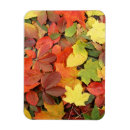 Search for fall background cards Bright