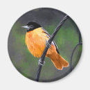 Search for oriole magnets Baltimore