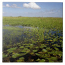 Search for sedge Cladium