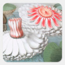 Search for waterlily stickers Nature