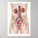Search for blood vessels posters No people