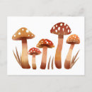 Search for wild mushrooms postcards Wildlife