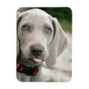 Search for stick magnets Dog