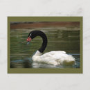 Search for swans postcards Elegant