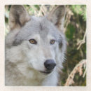 Search for wolf face photography Dogs