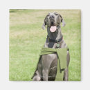 Search for great image magnets Vertical