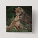 Search for coyote badges Animal