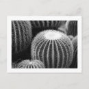 Search for cacti postcards Plants