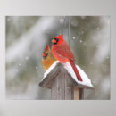 Search for northern cardinal posters Snow