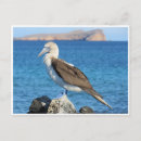 Search for booby postcards Galapagos