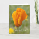 Search for macro photography cards Poppies