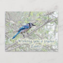 Search for blue bird easter cards Wildlife