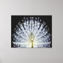 Search for white peacock art Black and white
