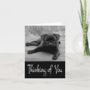 Search for pug puppy dog cards Puppies