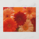 Search for orange gerbera postcards Daisy