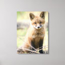 Search for wild fox canvas prints Forest