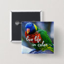 Search for bird badges Colourful