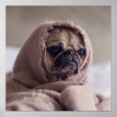 Search for pug dog posters Funny
