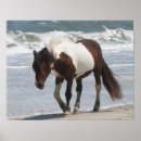Search for island pony posters Wild ponies