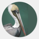 Search for pelicans stickers Nature
