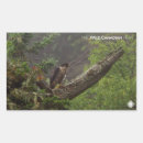 Search for falcons stickers Wildlife