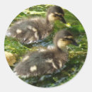 Search for duck photo stickers Photography