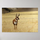 Search for antelopes art Wild