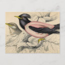 Search for vintage sketch postcards Black
