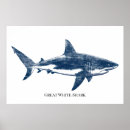 Search for shark posters Great white shark