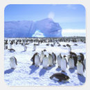 Search for antarctic stickers Ice