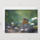Search for european robin bird postcards Erithacus rubecula