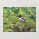 Search for mallards postcards Nature